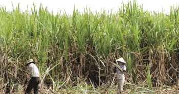 Ngành mía đường có xu hướng thu hẹp do bị đường ngoại cạnh tranh