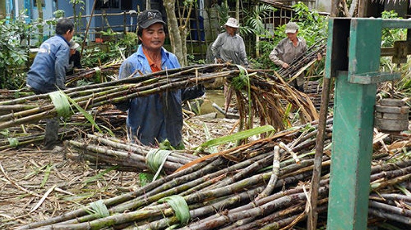 Người n&ocirc;ng d&acirc;n lu&ocirc;n yếu thế trong chuỗi cung ứng ng&agrave;nh m&iacute;a đường. Ảnh: Internet