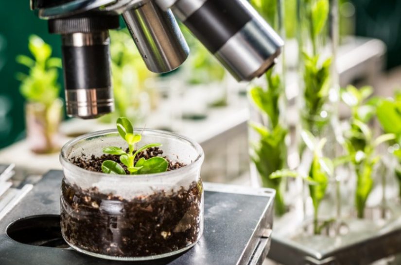 Trung Quốc &amp;amp;apos;bật đ&egrave;n xanh&amp;amp;apos; cho c&ocirc;ng nghệ chỉnh sửa gene c&acirc;y trồng