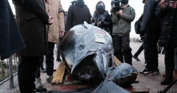 Một con cá ngừ Nhật Bản được đấu giá 275.000 USD trong phiên đầu năm