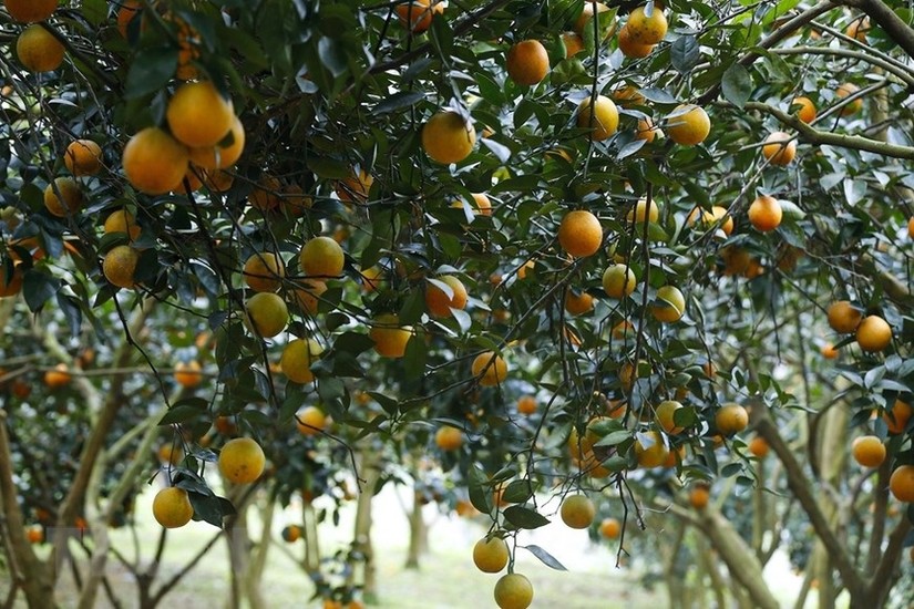 Cam Cao Phong của H&ograve;a B&igrave;nh.