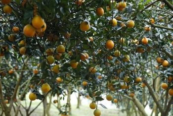 Hòa Bình xuất khẩu lô cam Cao Phong đầu tiên sang Anh