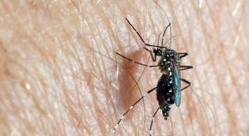 Chuyên gia Nhật: Xuất hiện muỗi siêu kháng thuốc tại Campuchia và Việt Nam