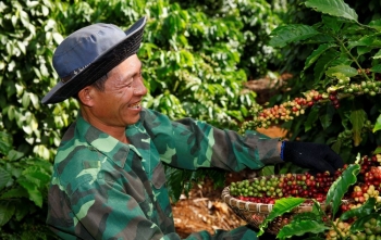 Giá xuất khẩu bình quân cà phê năm 2023 tăng 14,1%