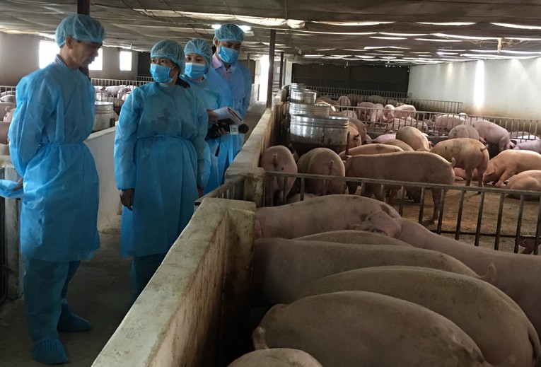 T&igrave;nh trạng nhập lậu g&acirc;y nguy cơ x&acirc;m nhiễm c&aacute;c loại dịch bệnh. Ảnh: VGP