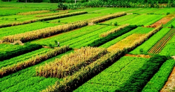 Thủ tướng chỉ đạo các Bộ, ngành cùng tháo gỡ khó khăn cho nông dân