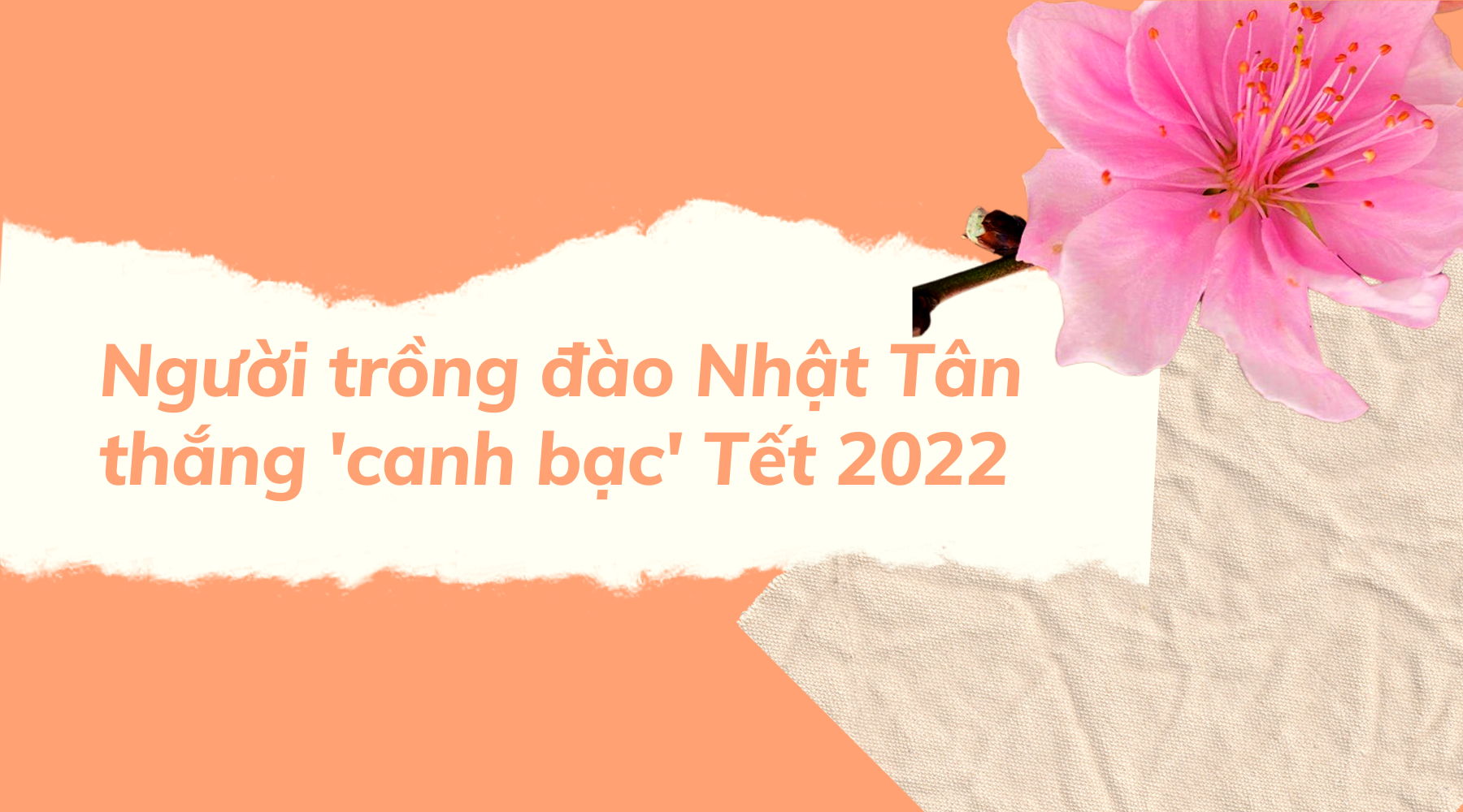 Nghề 'đánh bạc với ông trời' ở Nhật Tân: Được mùa mà vẫn buồn