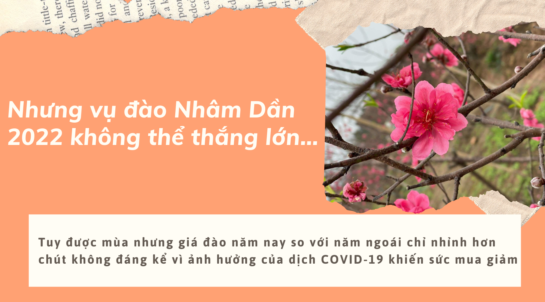 Nghề 'đánh bạc với ông trời' ở Nhật Tân: Được mùa mà vẫn buồn