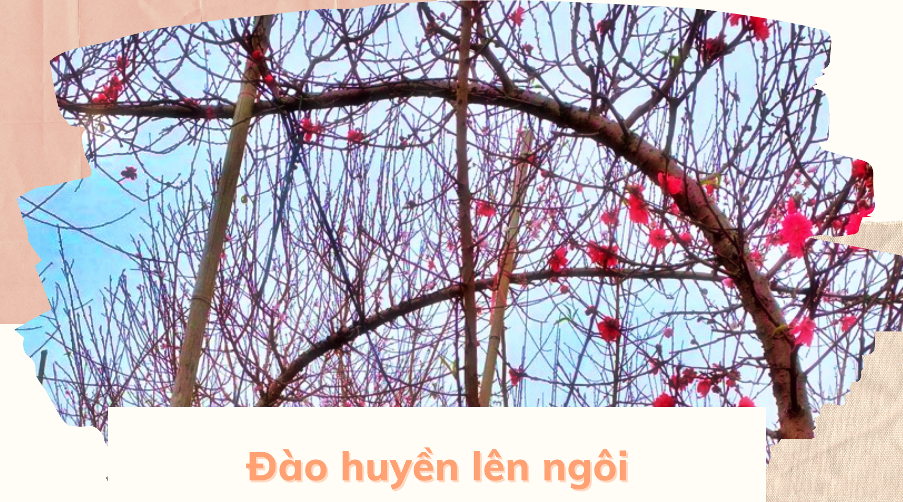 Nghề 'đánh bạc với ông trời' ở Nhật Tân: Được mùa mà vẫn buồn