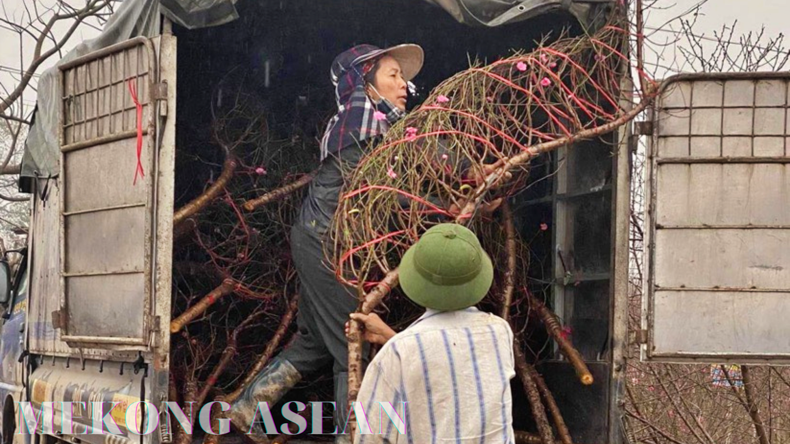 Nghề 'đánh bạc với ông trời' ở Nhật Tân: Được mùa mà vẫn buồn