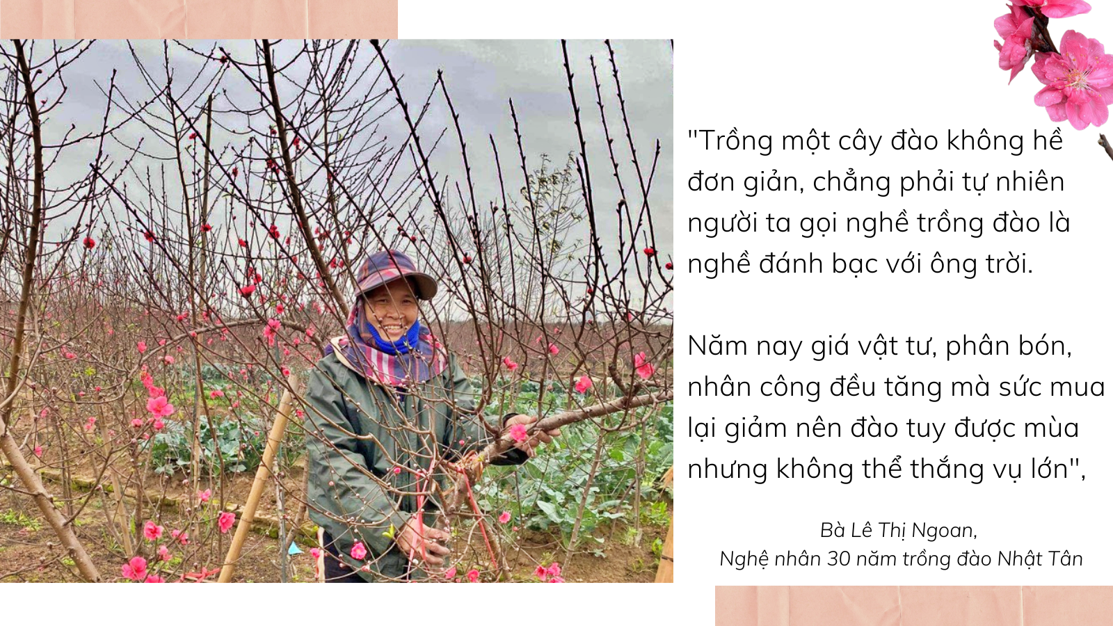 Nghề 'đánh bạc với ông trời' ở Nhật Tân: Được mùa mà vẫn buồn