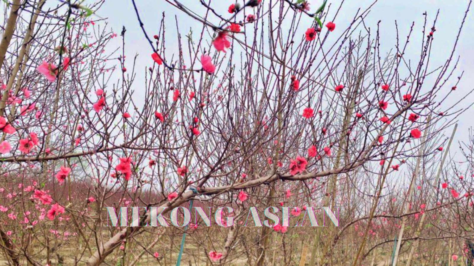 Nghề 'đánh bạc với ông trời' ở Nhật Tân: Được mùa mà vẫn buồn