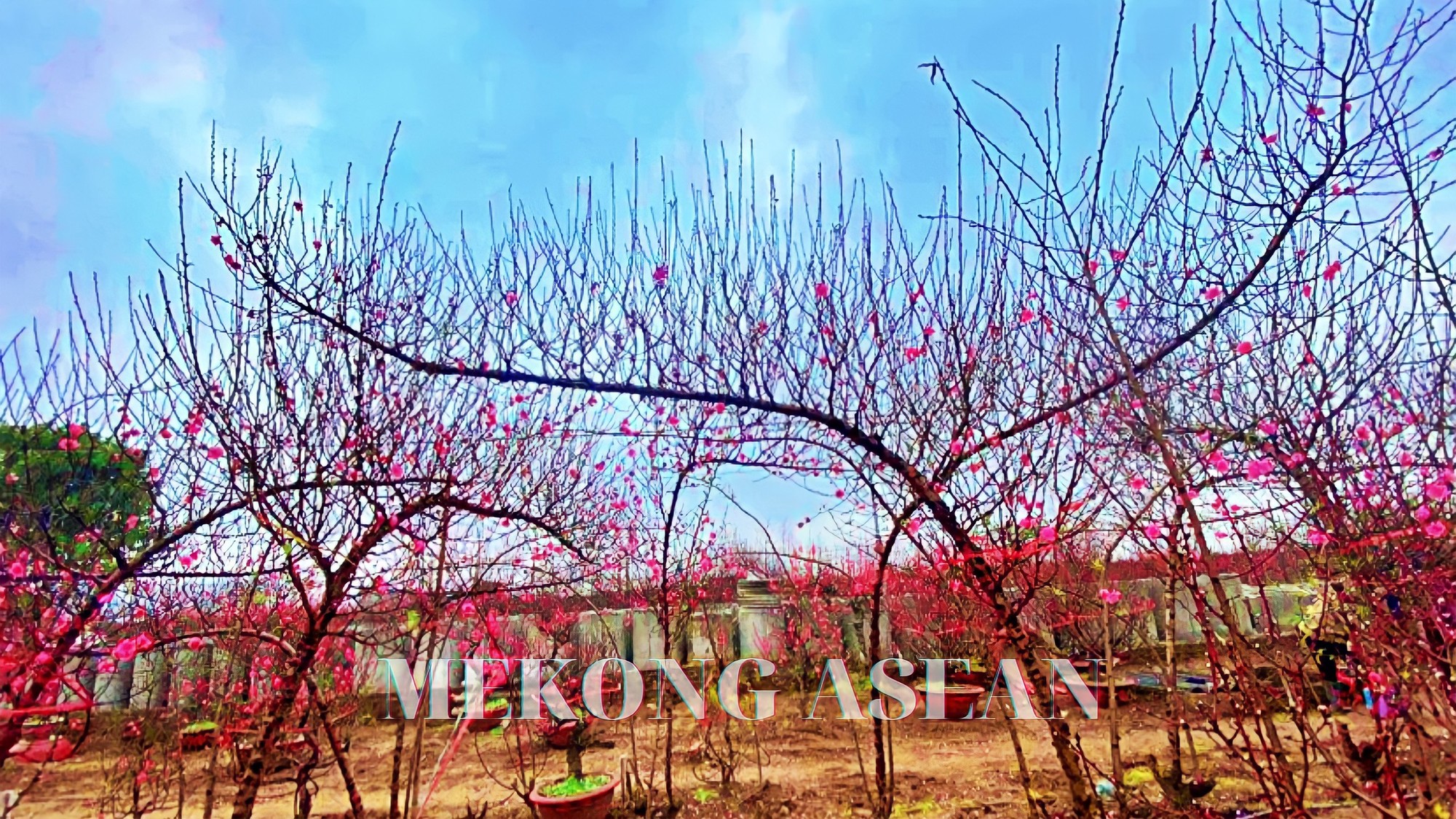 Nghề 'đánh bạc với ông trời' ở Nhật Tân: Được mùa mà vẫn buồn