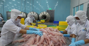 Hàn Quốc đứng vị trí đầu bảng nhập khẩu mực, bạch tuộc của Việt Nam