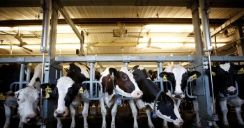 Bùng nổ tranh chấp thương mại Mỹ và Canada trong ngành sữa