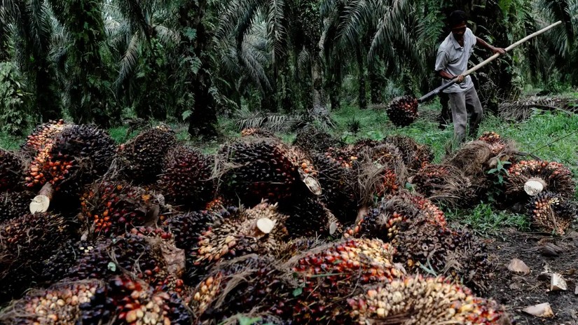 Gi&aacute; dầu cọ tăng sau khi ch&iacute;nh phủ Indonesia c&ocirc;ng bố tăng tỷ lệ pha trộn nhi&ecirc;n liệu l&agrave;m từ dầu cọ trong nhi&ecirc;n liệu sinh học từ 30% l&ecirc;n 35%. Ảnh: Reuters