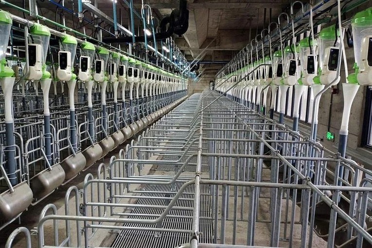 C&aacute;c m&aacute;ng thức ăn ri&ecirc;ng cho lợn c&aacute;i b&ecirc;n trong trang trại lợn của Hubei Zhongxin Kaiwei ở ngoại &ocirc; Ngạc Ch&acirc;u, Hồ Bắc, Trung Quốc. Ảnh: NY Times