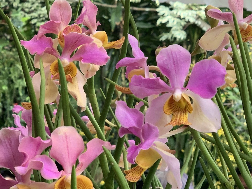 Lo&agrave;i lan Papilionanda Pham Le Tran Chinh.