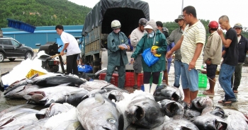 Xuất khẩu cá ngừ sang Trung Đông năm 2023 dự báo kém ‘sôi động’