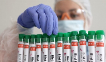 Nam Mỹ đứng trước nguy cơ bùng dịch cúm gia cầm