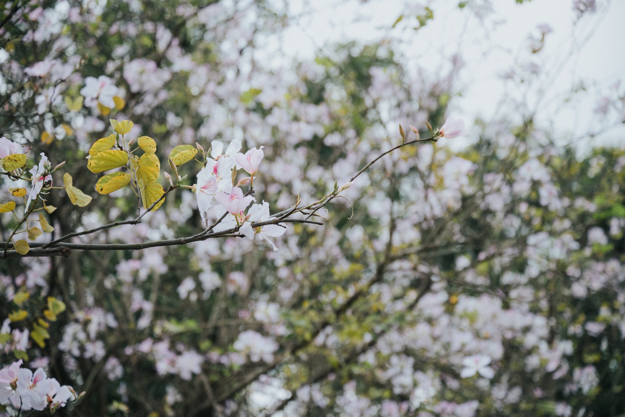 Hoa ban bung nở rực rỡ giữa l&ograve;ng H&agrave; Nội