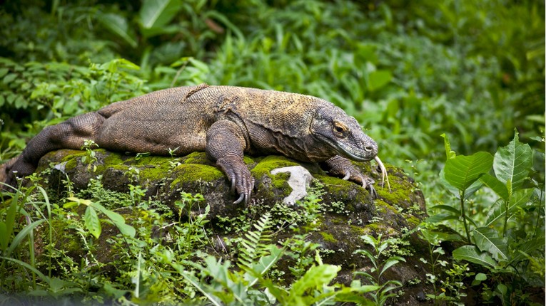 Rồng Komodo c&oacute; thể d&agrave;i tới 3m v&agrave; nặng tới 136kg. Ảnh: Dreamstime