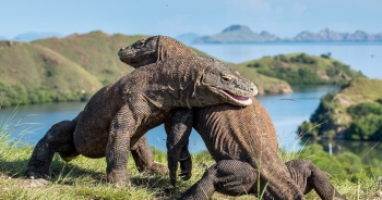 Lạc vào đảo rồng tại Indonesia