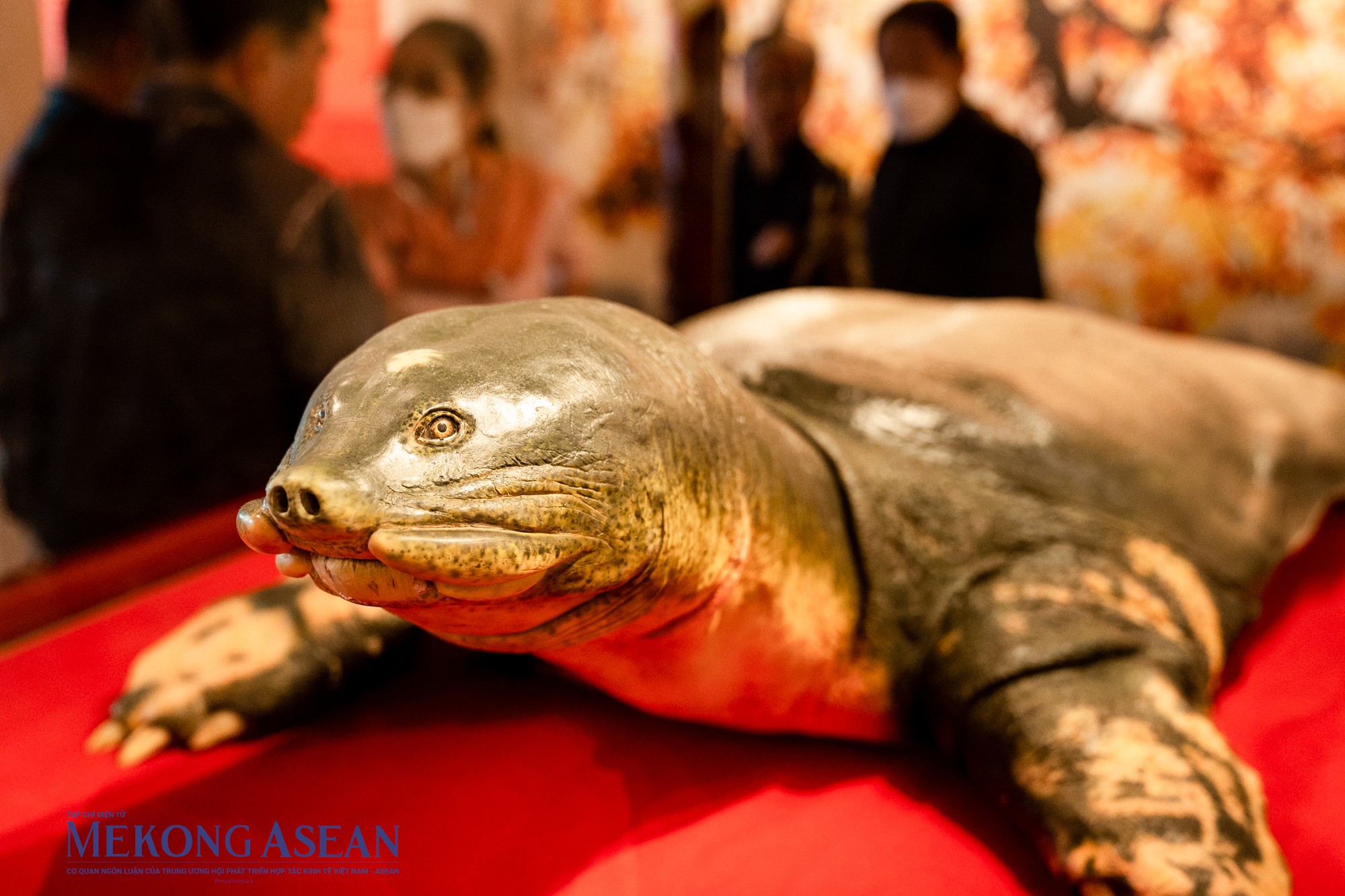 Tư thế ph&iacute;a trước của ti&ecirc;u bản r&ugrave;a Hồ Gươm.