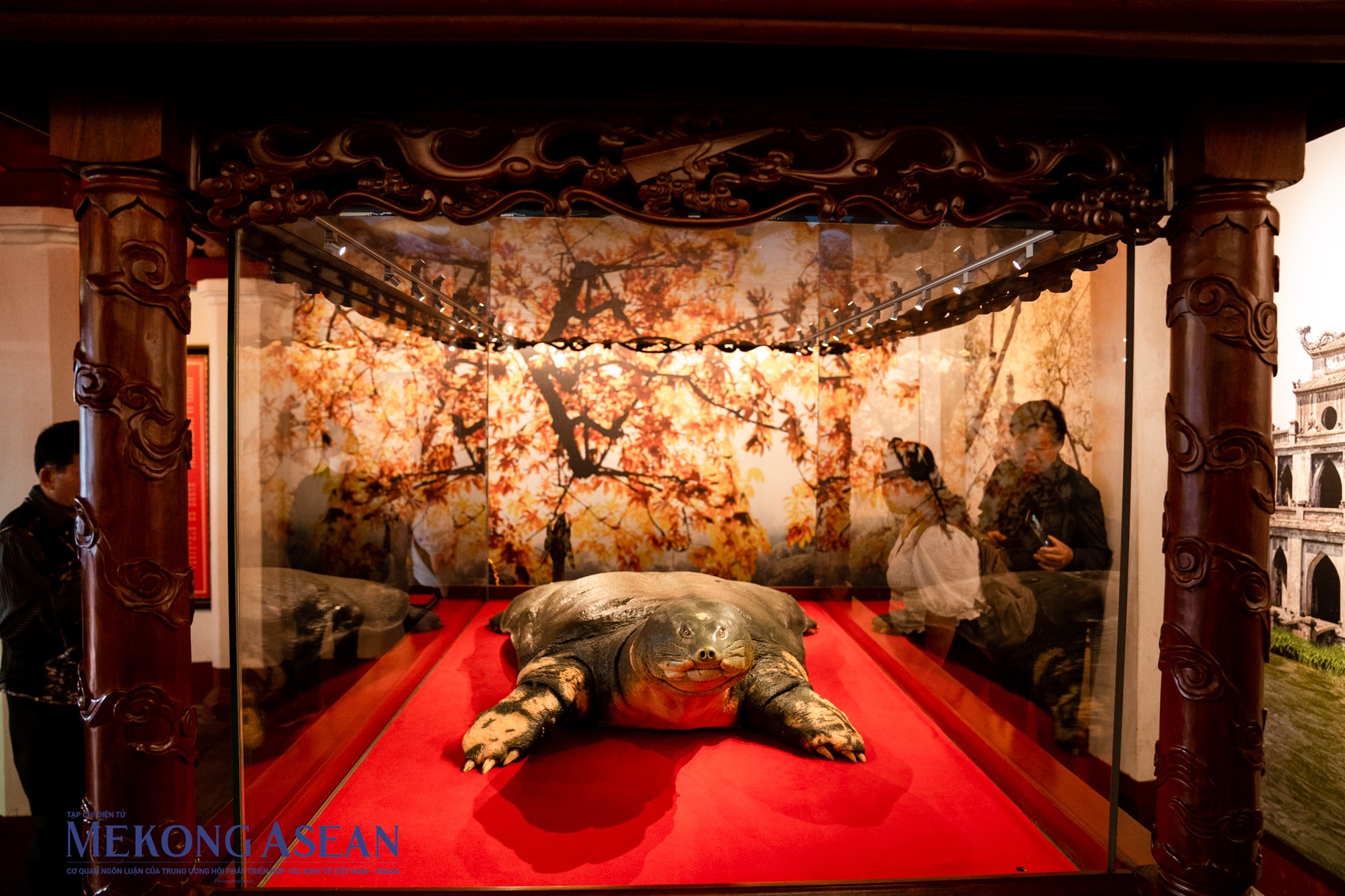 Tủ trưng b&agrave;y ti&ecirc;u bản r&ugrave;a được l&agrave;m bằng gỗ hương đỏ, c&oacute; hệ thống l&agrave;m sạch kh&ocirc;ng kh&iacute; v&agrave; điều ho&agrave; độ ẩm. Chi tiết gỗ của tủ được chạm khắc tinh xảo, bao quanh lớp k&iacute;nh cường lực si&ecirc;u trong, chống phản xạ &aacute;nh đ&egrave;n flash khi kh&aacute;ch tham quan chụp ảnh.