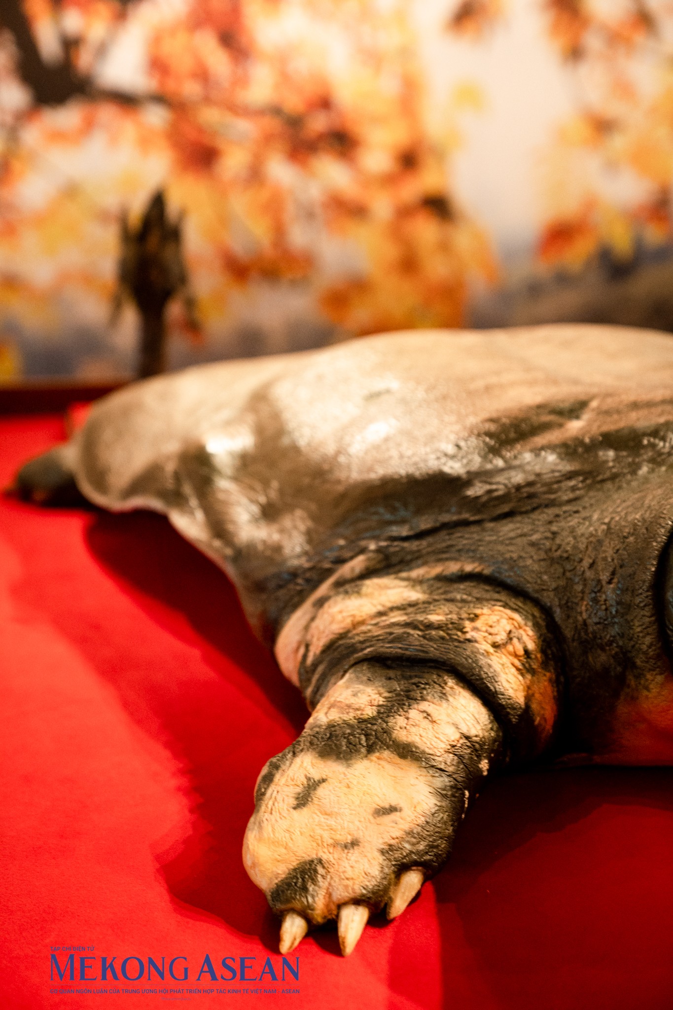 Phần ch&acirc;n, c&aacute;c m&oacute;ng của r&ugrave;a được giữ nguy&ecirc;n bản.