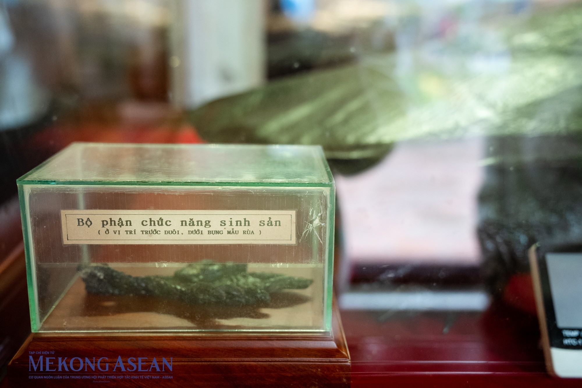 Bộ phận sinh sản của r&ugrave;a trưng b&agrave;y b&ecirc;n cạnh ti&ecirc;u bản.