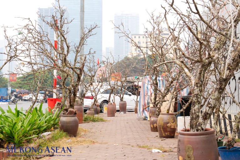 Nhiều c&acirc;y đ&agrave;o &amp;amp;amp;quot;khủng&amp;amp;amp;quot; chơi Tết, c&oacute; gi&aacute; từ 1 triệu đến chục triệu đồng vẫn c&ograve;n nằm d&agrave;i tr&ecirc;n thị trường. Ảnh: Qu&aacute;ch Sơn - Mekong ASEAN.