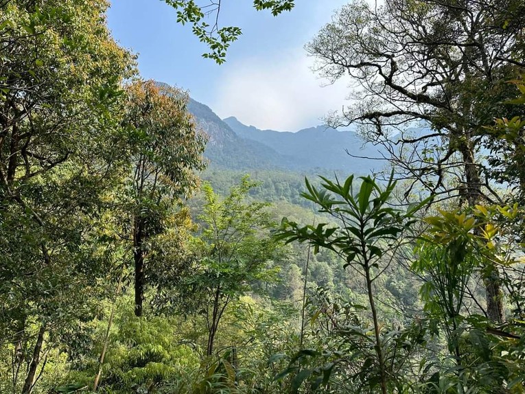 Tỷ lệ che phủ rừng ở mức 42,02%, đạt chỉ ti&ecirc;u kế hoạch của Nghị quyết Đại hội đại biểu to&agrave;n quốc lần thứ XIII. Ảnh minh họa: VGP