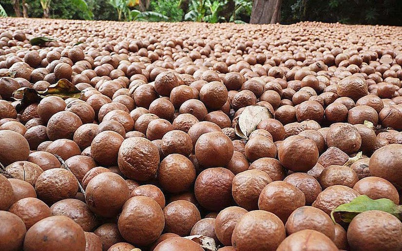 Đưa Mắc ca trở th&agrave;nh loại c&acirc;y tỷ đ&ocirc;. Ảnh: VNmacca.