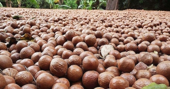 Xuất khẩu mắc ca hướng tới mục tiêu đạt 2,5 tỷ USD