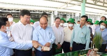 Chủ tịch nước thăm mô hình cánh đồng lúa của thành viên Tập đoàn PAN
