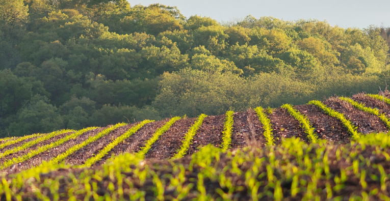 IFC khuyến nghị bộ 3 c&ocirc;ng cụ kỹ thuật số trong n&ocirc;ng nghiệp.