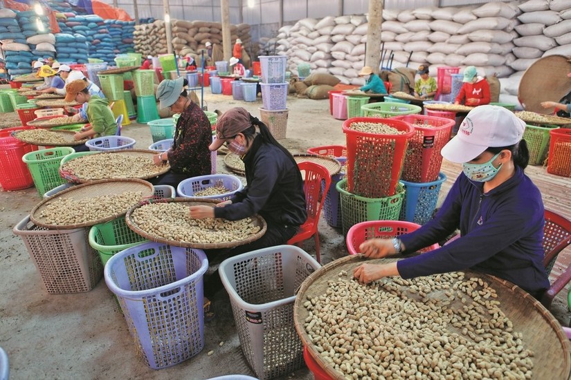 TP.HCM đang x&acirc;y dựng v&agrave; triển khai th&iacute; điểm m&ocirc; h&igrave;nh HTX kiểu mới về kinh doanh.