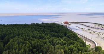 Hơn 2.000 tỷ đồng thực hiện Chương trình lâm nghiệp bền vững tại Cà mau