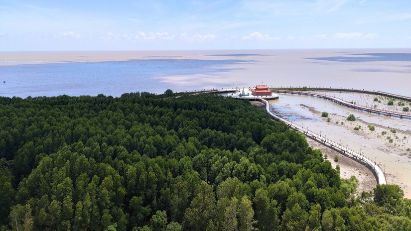 Hơn 2.000 tỷ đồng thực hiện Chương tr&igrave;nh l&acirc;m nghiệp bền vững tại C&agrave; mau