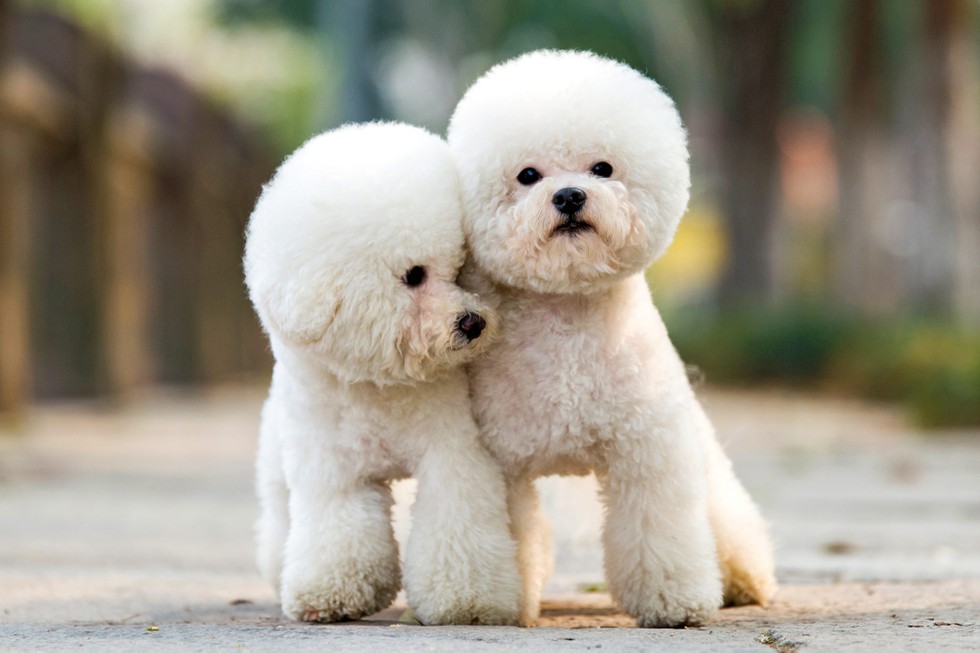 Ch&oacute; Poodle nổi tiếng tr&ecirc;n to&agrave;n thế giới v&agrave; được nu&ocirc;i rất phổ biến tại Việt Nam.