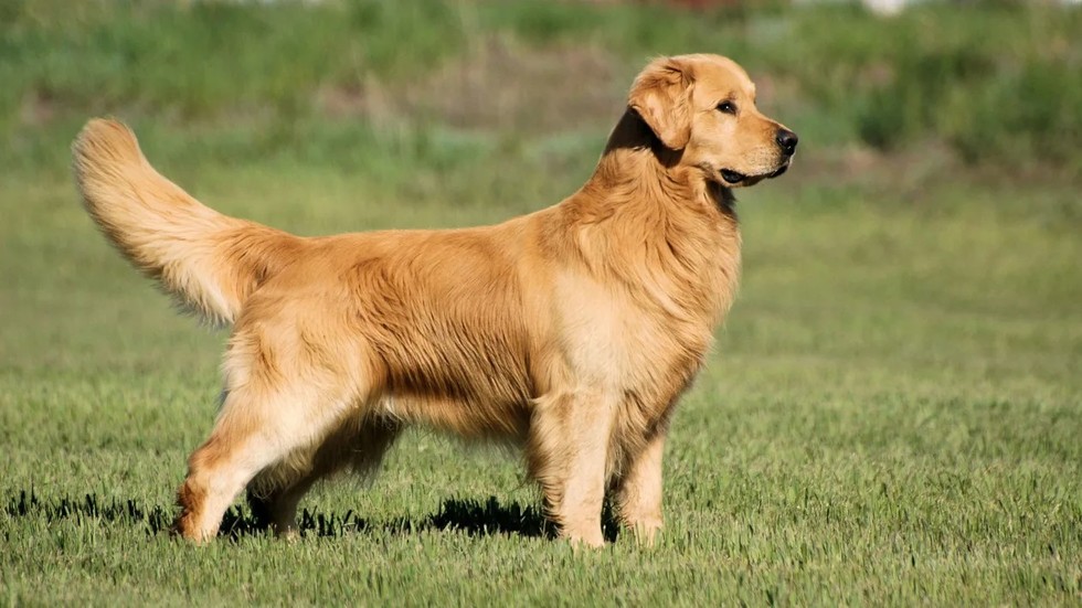 Golden Retriever c&oacute; ngoại h&igrave;nh kh&aacute;c tương đồng với Labrador Retriever nhưng c&oacute; bộ l&ocirc;ng d&agrave;i. Ch&uacute;ng nổi tiếng l&agrave; giống ch&oacute; của gia đ&igrave;nh.