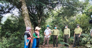 Quản lý rừng gặp khó vì 3,3 triệu ha 'cha chung không ai khóc'