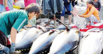 Xuất khẩu cá ngừ Việt Nam giảm tốc tại các thị trường chính
