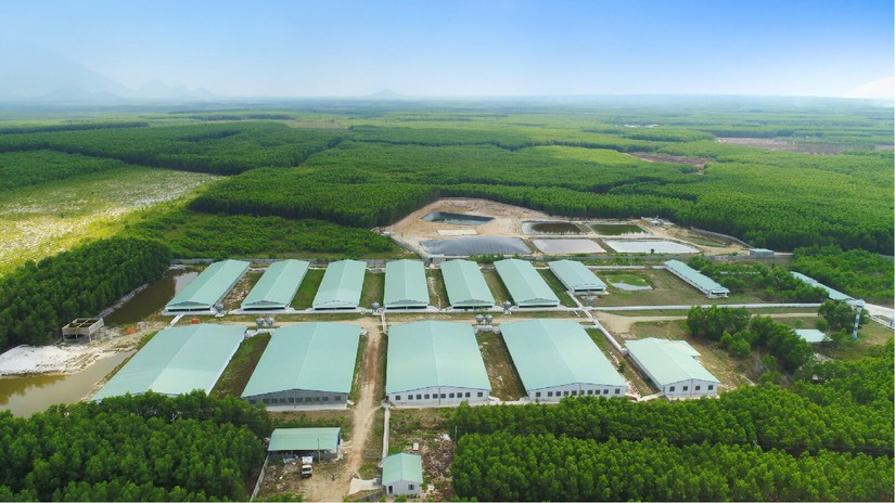 Trang trại chăn nu&ocirc;i thuộc Nova Consumer tại H&agrave;m T&acirc;n, B&igrave;nh Thuận. Ảnh: Nova Consumer