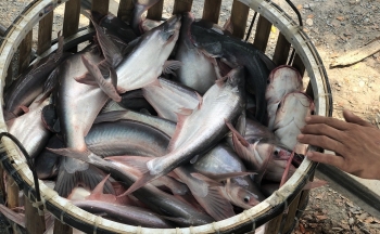 5 địa phương Trung Quốc nhập khẩu cá tra Việt Nam nhiều nhất