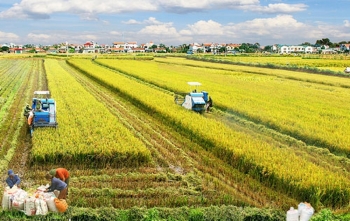 World Bank có thể dành 120 triệu USD cho đề án về lúa bền vững tại ĐBSCL