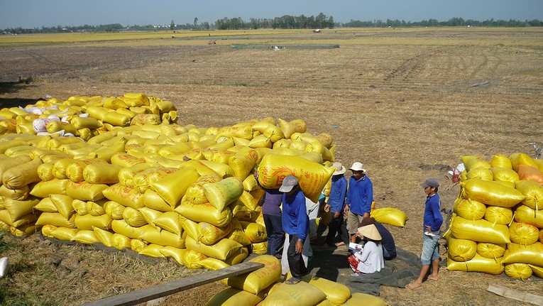 Việt Nam được đ&aacute;nh gi&aacute; l&agrave; đối t&aacute;c xuất khẩu gạo v&ocirc; c&ugrave;ng quan trọng của Philippines.