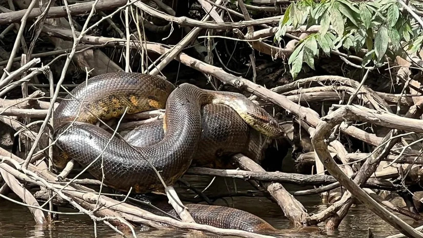 C&aacute;c nh&agrave; khoa học ph&aacute;t hiện ra một lo&agrave;i trăn Anaconda xanh mới. Ảnh: Gi&aacute;o sư Bryan Fry/University of Queensland