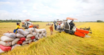 Nông dân trồng lúa vẫn có lãi dù giá bán giảm
